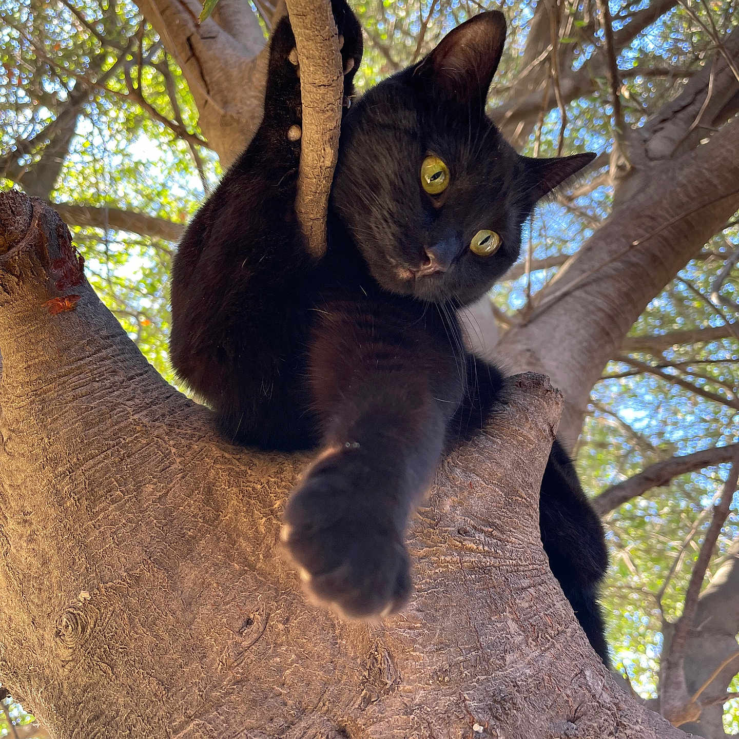 Silly Willy is registered to the contest to win money with this photo: abyssinian, animal, bear, bird, blackbird, blackcat, cat, kitten, manx, pet, plant, tree, treetrunk, wood