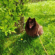 Ulk participe au concours pour gagner de l'argent avec cette photo : dog, grass, tree, leash, outdoor, nature, greenery, sunlight, happy, pet, canine, flower, leaf, summer, animal, garden, small_dog, fluffy, playful, park