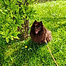 animal, canine, dog, flower, fluffy, garden, grass, greenery, happy, leaf, leash, nature, outdoor, park, pet, playful, small_dog, summer, sunlight, tree