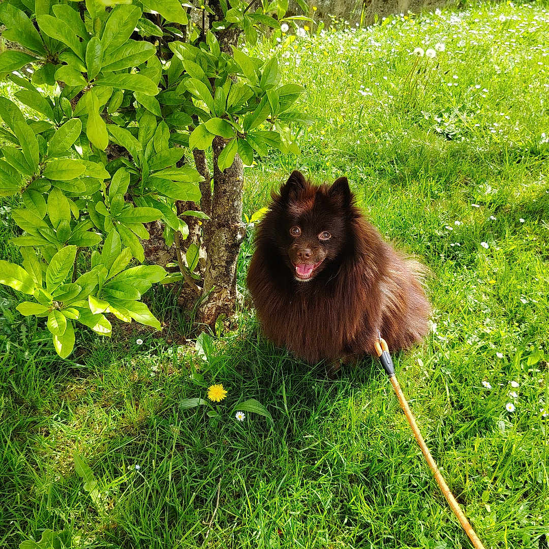 Ulk participe au concours pour gagner de l'argent avec cette photo : dog, grass, tree, leash, outdoor, nature, greenery, sunlight, happy, pet, canine, flower, leaf, summer, animal, garden, small_dog, fluffy, playful, park