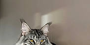 Voltaire participe au concours pour gagner de l'argent avec cette photo : animal, bed, blanket, cat, cute, domestic_cat, ears, feline, fluffy, fur, indoor, muzzle, pet, portrait, relaxed, resting, soft_light, tabby, whiskers, yellow_eyes