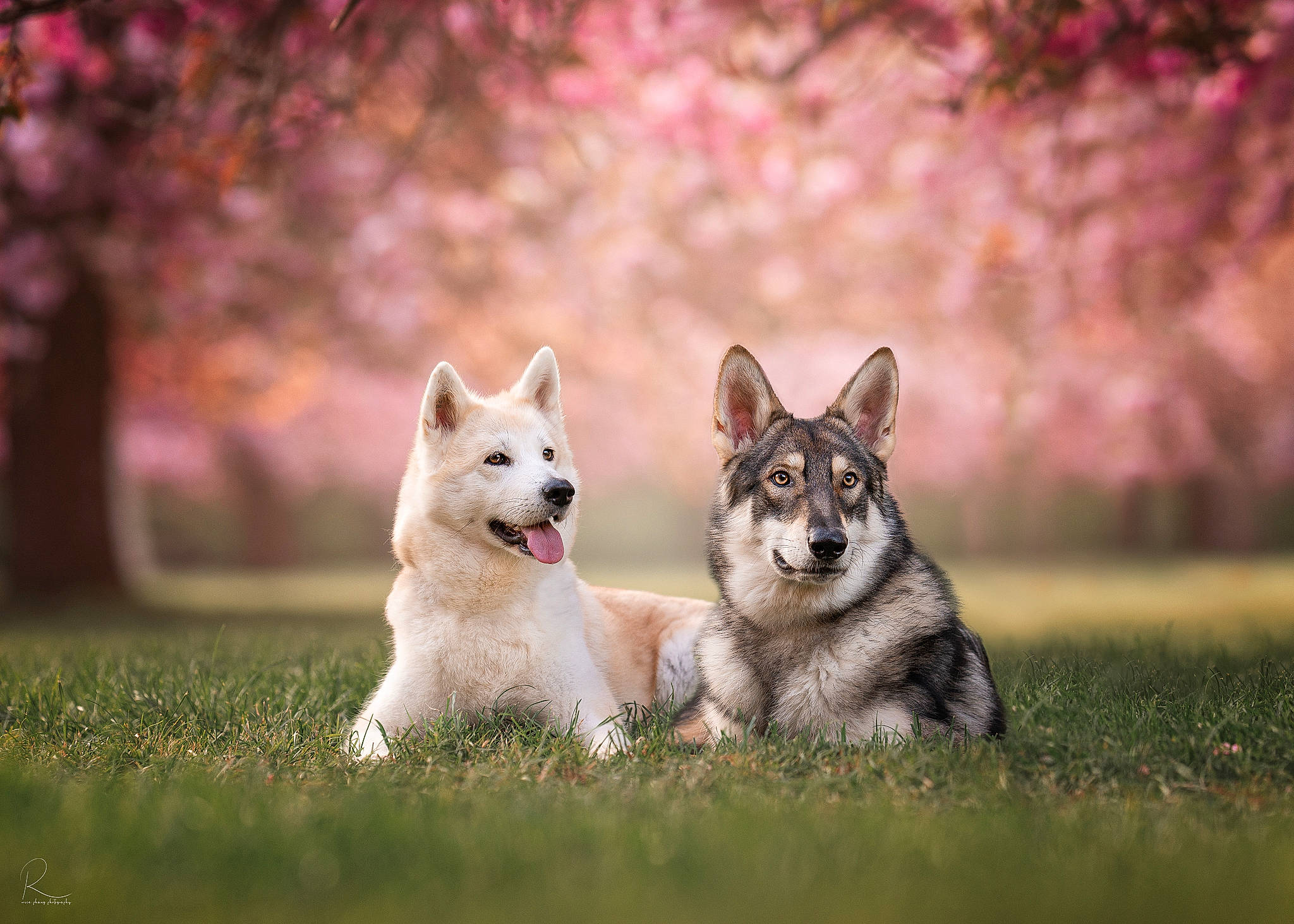 Aki a rejoint le concours — aidez-le/la à gagner de superbes lots ! art, canidae, canis, carnivore, companion_dog, dog, dog_breed, fawn, grass, plant, siberian_husky, sled_dog, snout, sporting_group, tail, terrestrial_animal, tree, wildlife, wolf, working_dog