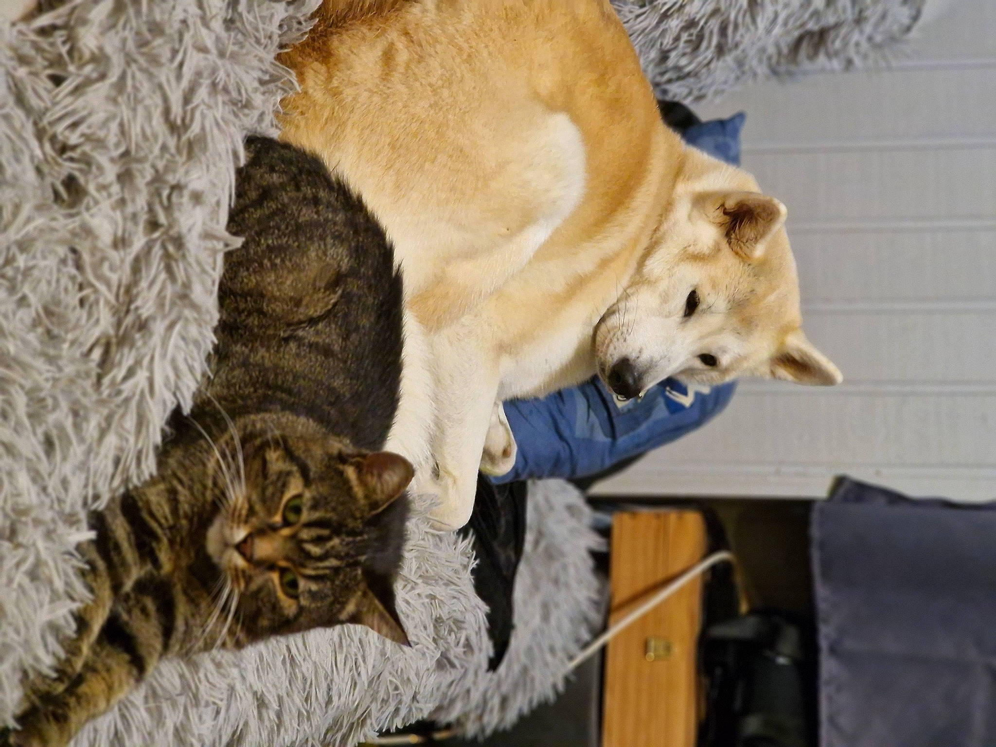 Aki a rejoint le concours — aidez-le/la à gagner de superbes lots ! big_cats, carnivore, cat, claw, collar, comfort, companion_dog, dog_breed, domestic_short_haired_cat, fawn, felidae, fur, nap, paw, small_to_medium_sized_cats, snout, tail, vertebrate, whiskers, wildlife