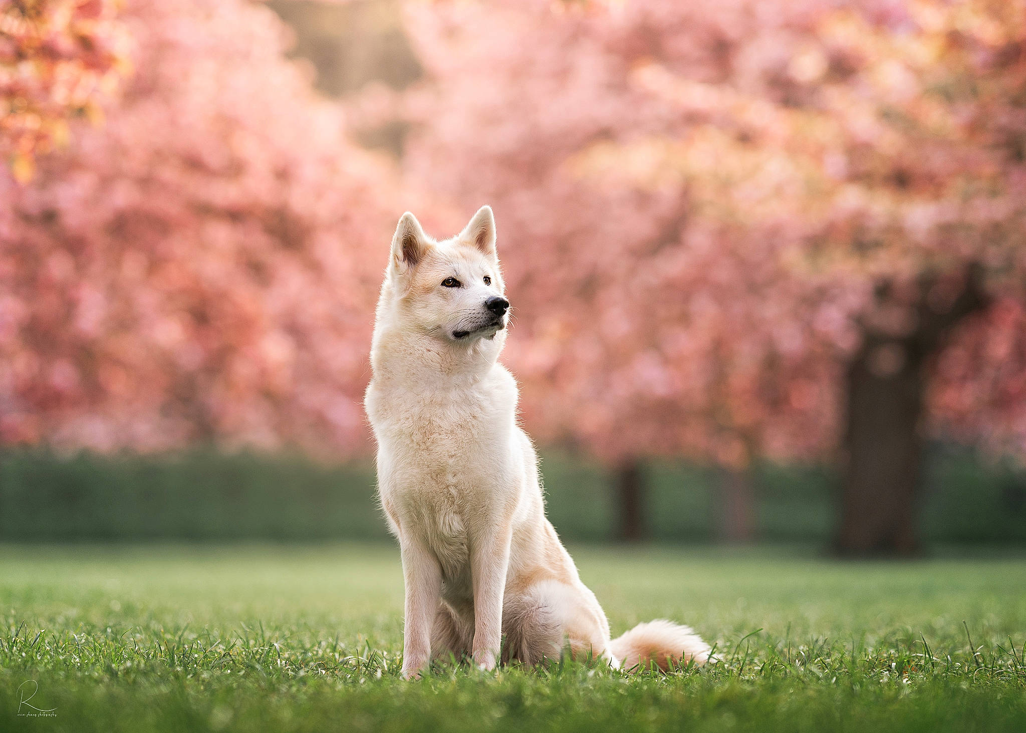 Aki participe au concours pour gagner de l'argent avec cette photo : ancient_dog_breeds, canidae, canis, carnivore, companion_dog, dog, dog_breed, fawn, field, grass, grassland, landscape, meadow, pasture, plant, sporting_group, tail, terrestrial_animal, tree, wildlife