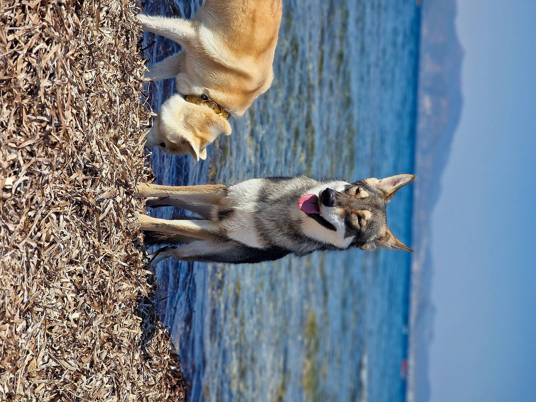 Tsuyo a rejoint le concours — aidez-le/la à gagner de superbes lots ! _geese_and_swans, beak, bird, canidae, carnivore, dog, dog_breed, ducks, electric_blue, fawn, lake, plant, sky, sporting_group, tail, tree, water, water_bird, waterfowl, wildlife