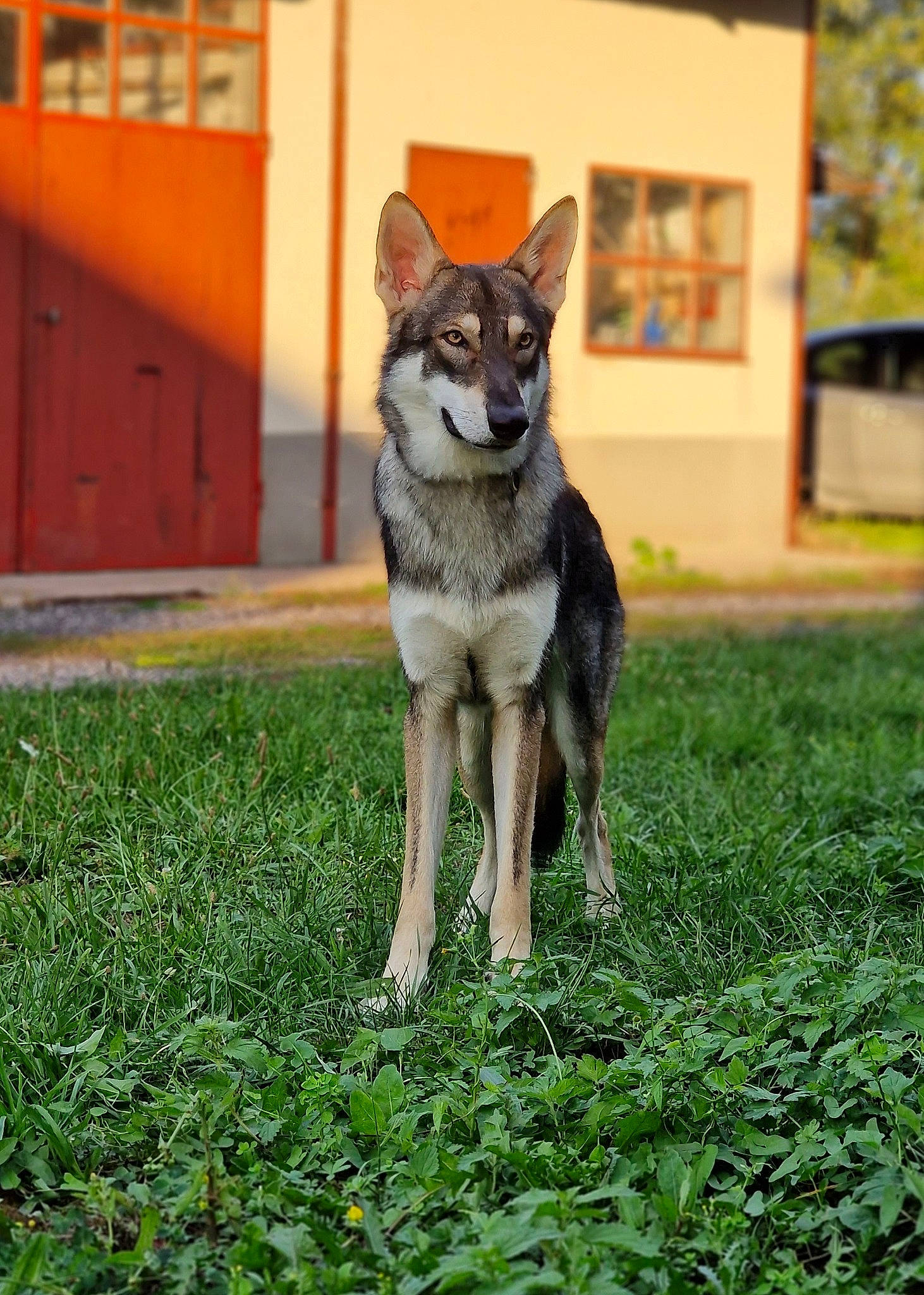 Tsuyo a rejoint le concours — aidez-le/la à gagner de superbes lots ! canidae, canis, carnivore, companion_dog, dog, dog_breed, door, fawn, grass, groundcover, plant, snout, sporting_group, tail, terrestrial_animal, tree, wildlife, wolf, working_animal, working_dog
