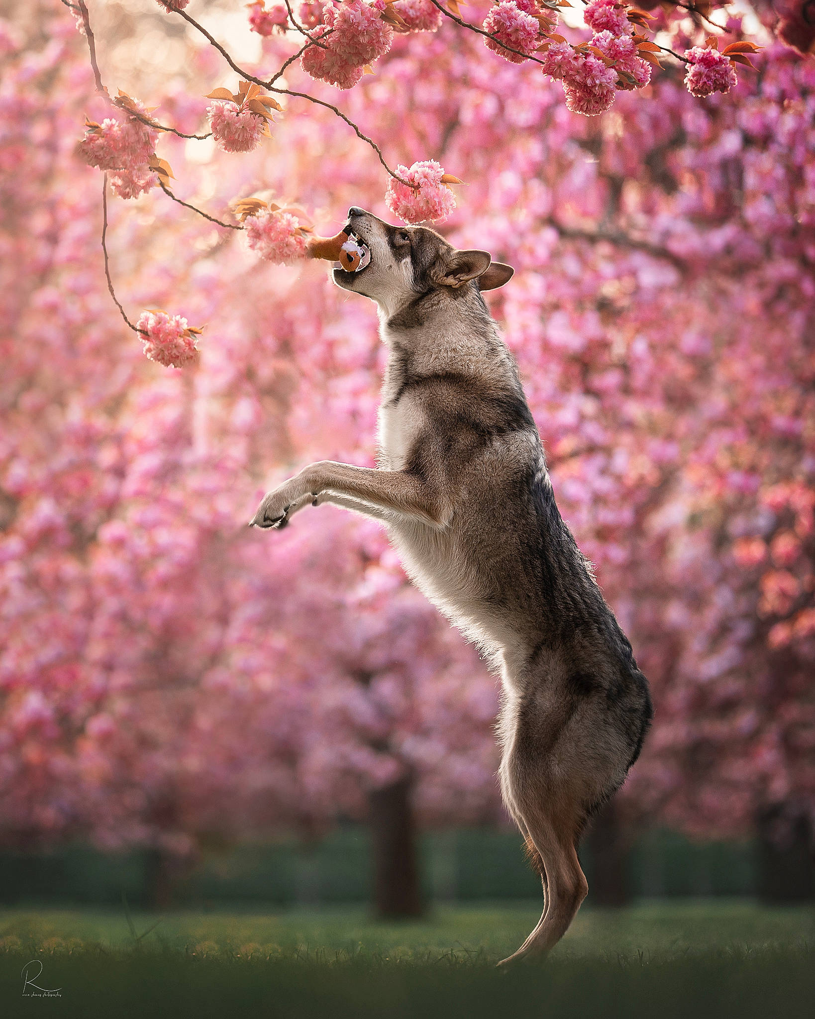 Tsuyo participe au concours pour gagner de l'argent avec cette photo : blossom, branch, carnivore, dog, dog_breed, fawn, flower, flowering_plant, grass, organism, petal, plant, prunus, tail, tree, twig, wildlife