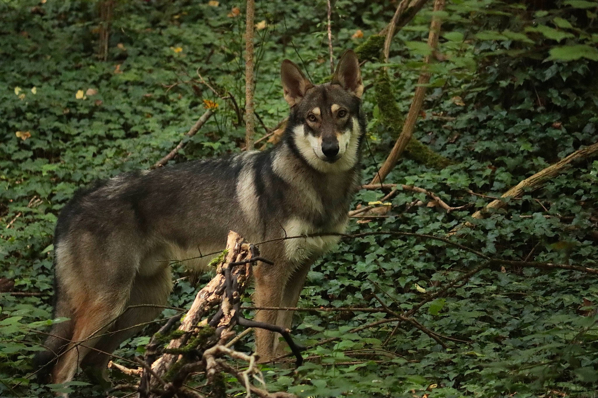 Tsuyo participe au concours pour gagner de l'argent avec cette photo : canidae, canis, canis_lupus_tundrarum, carnivore, dog, dog_breed, fawn, forest, fur, jungle, plant, red_wolf, snout, sporting_group, tail, terrestrial_animal, wolf, wood, woodland, working_animal