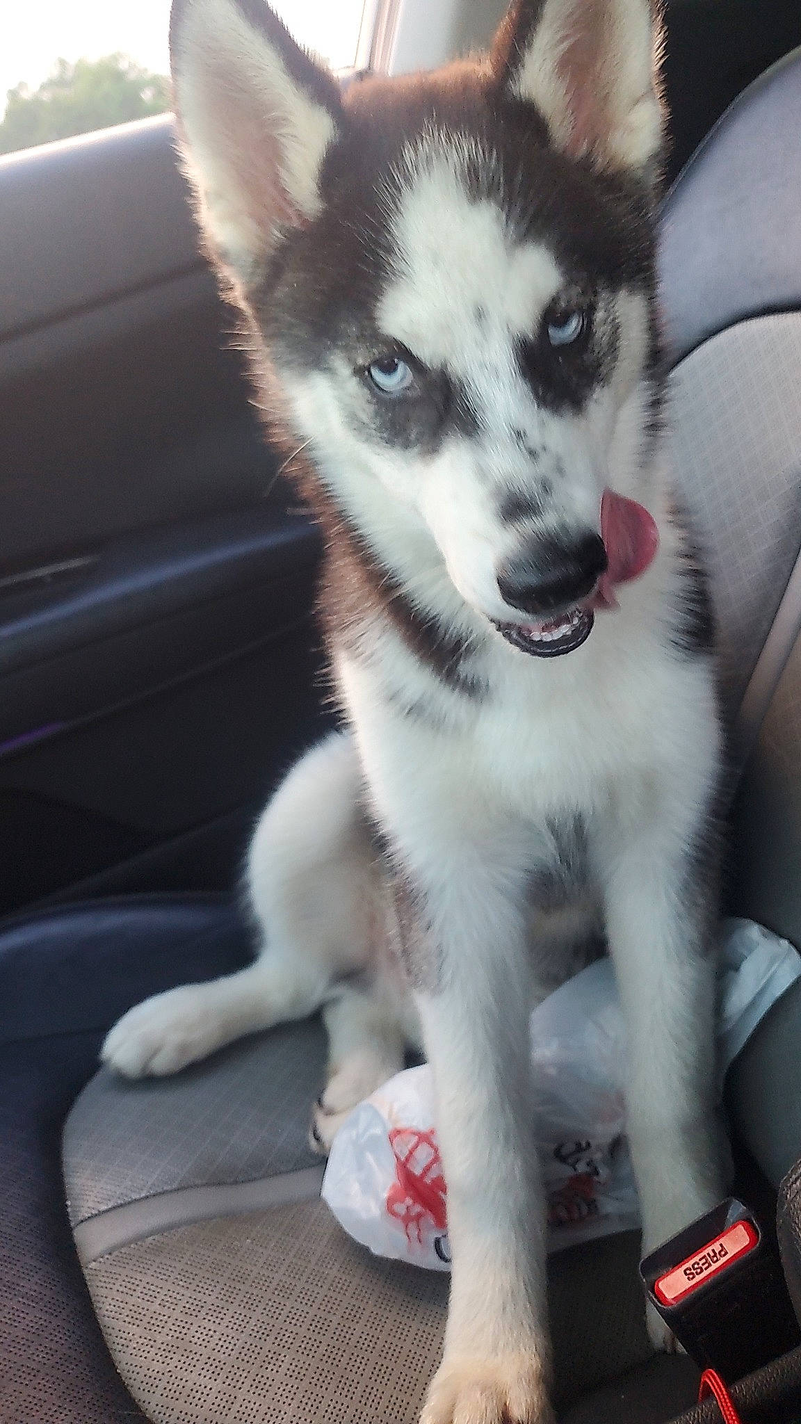 Kaizuko joined the competition — help win amazing prizes! ancient_dog_breeds, canidae, canis, carnivore, companion_dog, dog, dog_breed, fawn, fur, non_sporting_group, siberian_husky, sled_dog, snout, sporting_group, tail, terrestrial_animal, whiskers, working_animal, working_dog