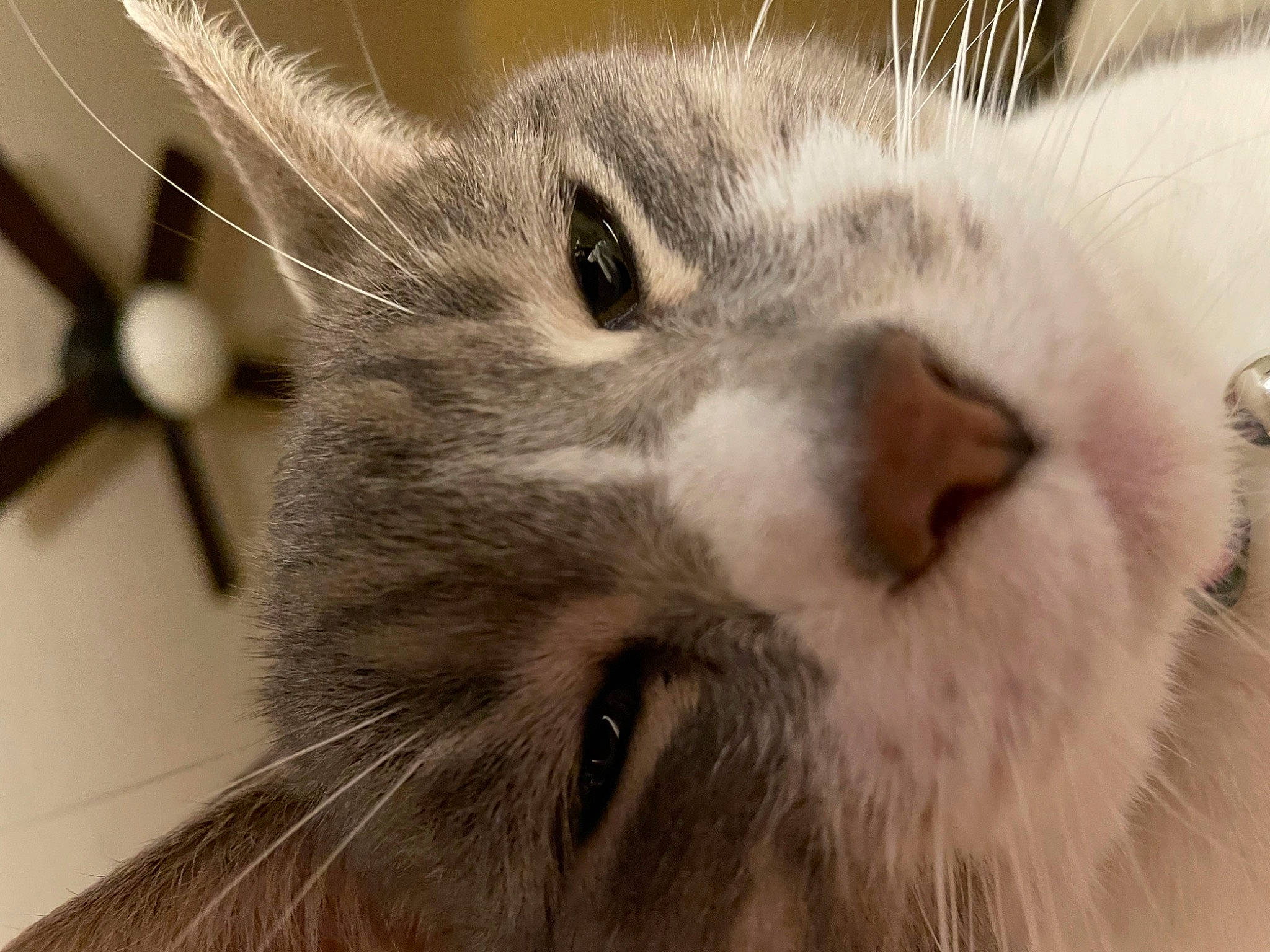 Angie is registered to the contest to win money with this photo: carnivore, cat, claw, domestic_short_haired_cat, felidae, fur, paw, small_to_medium_sized_cats, snout, whiskers