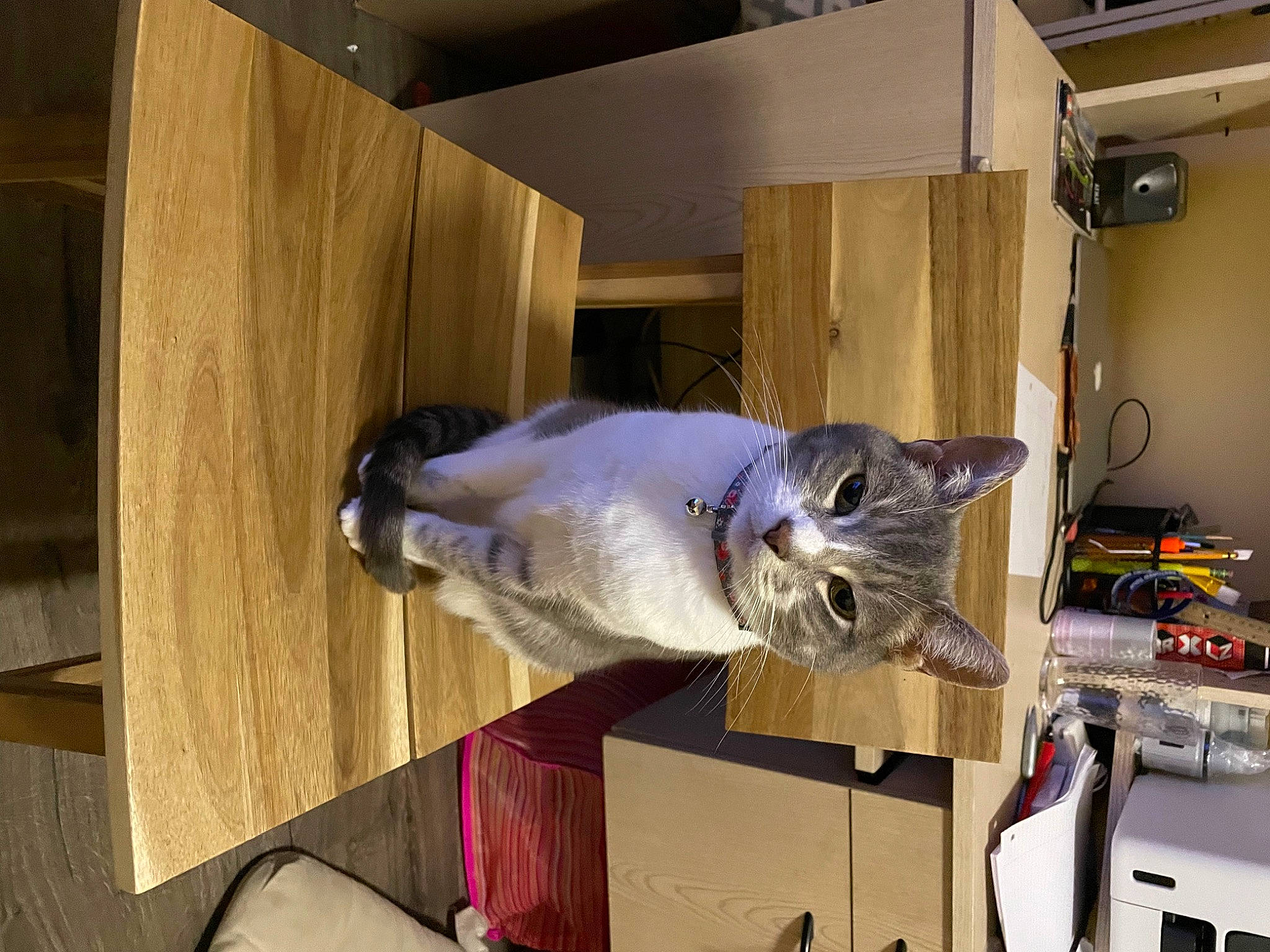 Angie is registered to the contest to win money with this photo: cabinetry, carnivore, cat, domestic_short_haired_cat, door, felidae, flooring, fur, hardwood, room, small_to_medium_sized_cats, tail, whiskers, wood