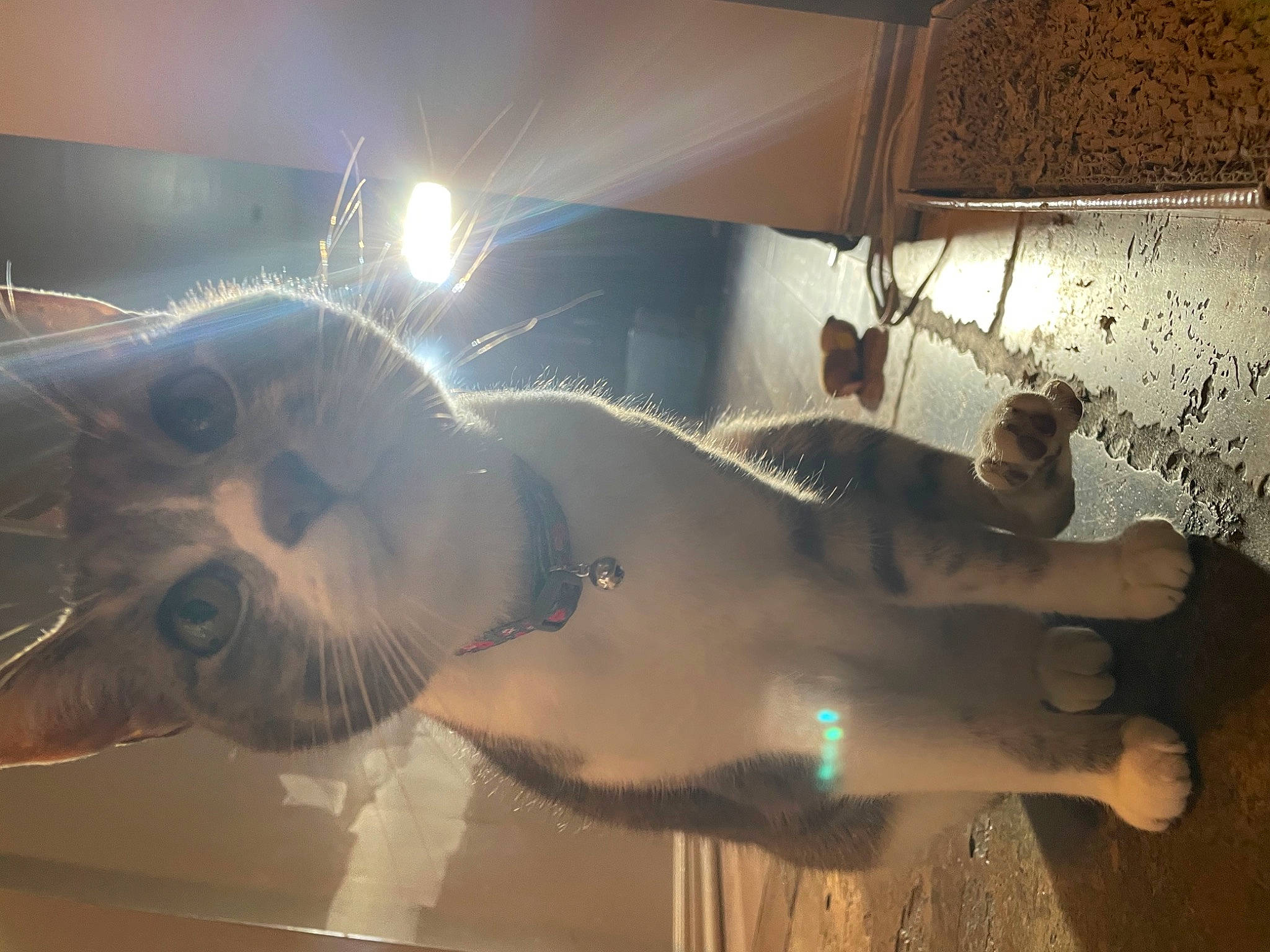 Angie is registered to the contest to win money with this photo: aerospace_engineering, art, audio_equipment, automotive_lighting, ceiling, cg_artwork, eyewear, fun, fur, glass, jaw, lens_flare, reflection, room, space, tourist_attraction, vehicle_door, visual_arts, whiskers, windshield
