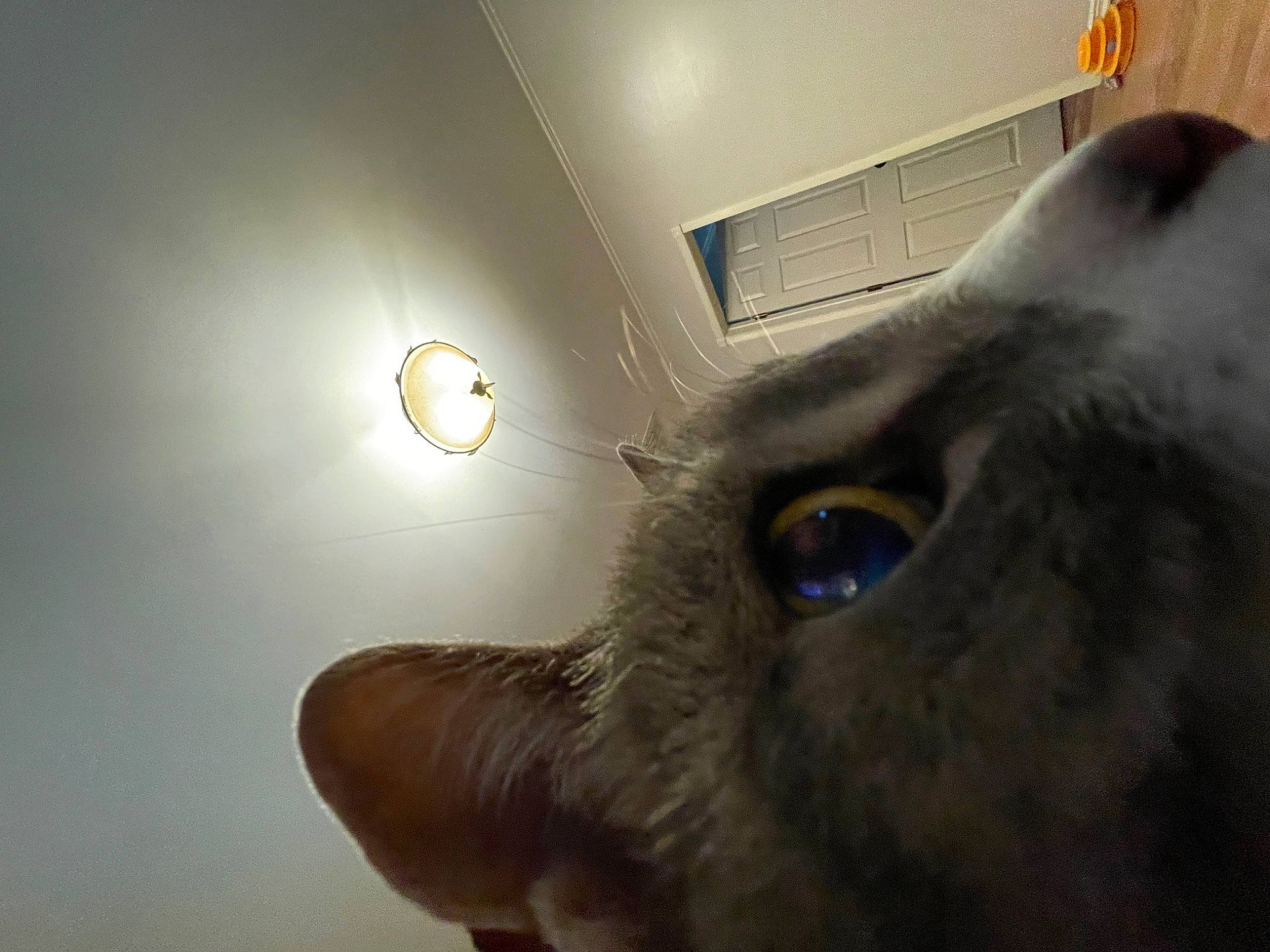 Angie joined the competition — help win amazing prizes! carnivore, cat, circle, domestic_short_haired_cat, ear, eye, eyelash, facial_hair, felidae, fur, gesture, head, iris, jaw, light, selfie, sky, small_to_medium_sized_cats, snout, whiskers