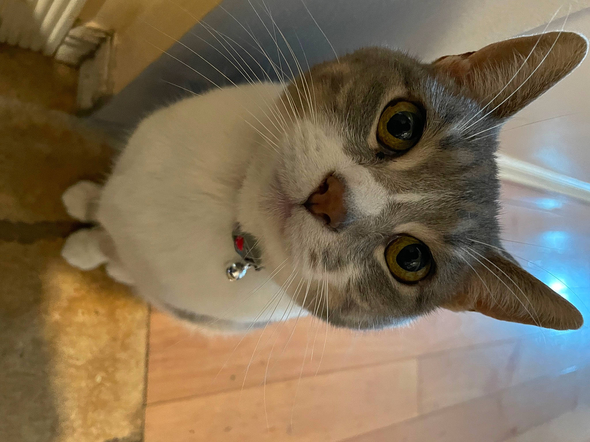 Angie is registered to the contest to win money with this photo: carnivore, cat, collar, domestic_short_haired_cat, eye, fawn, felidae, flooring, fur, hardwood, paw, small_to_medium_sized_cats, snout, tail, whiskers, wood