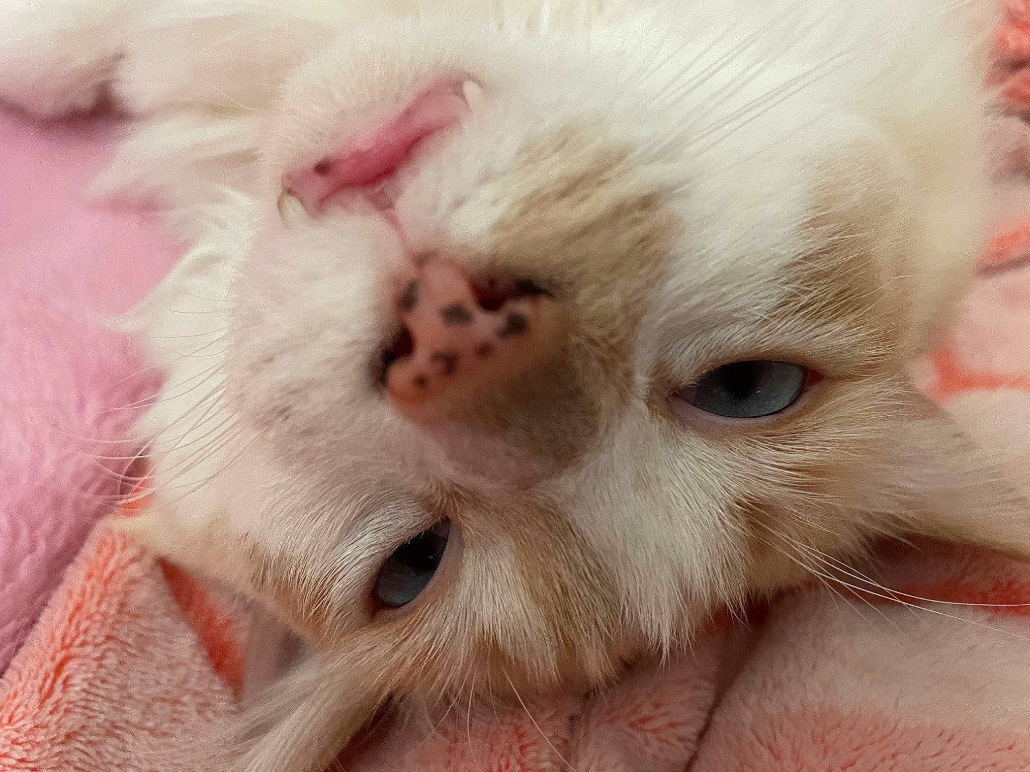 Gordo joined the competition — help win amazing prizes! carnivore, cat, claw, comfort, eyelash, fawn, felidae, fur, no_expression, paw, small_to_medium_sized_cats, snout, terrestrial_animal, whiskers