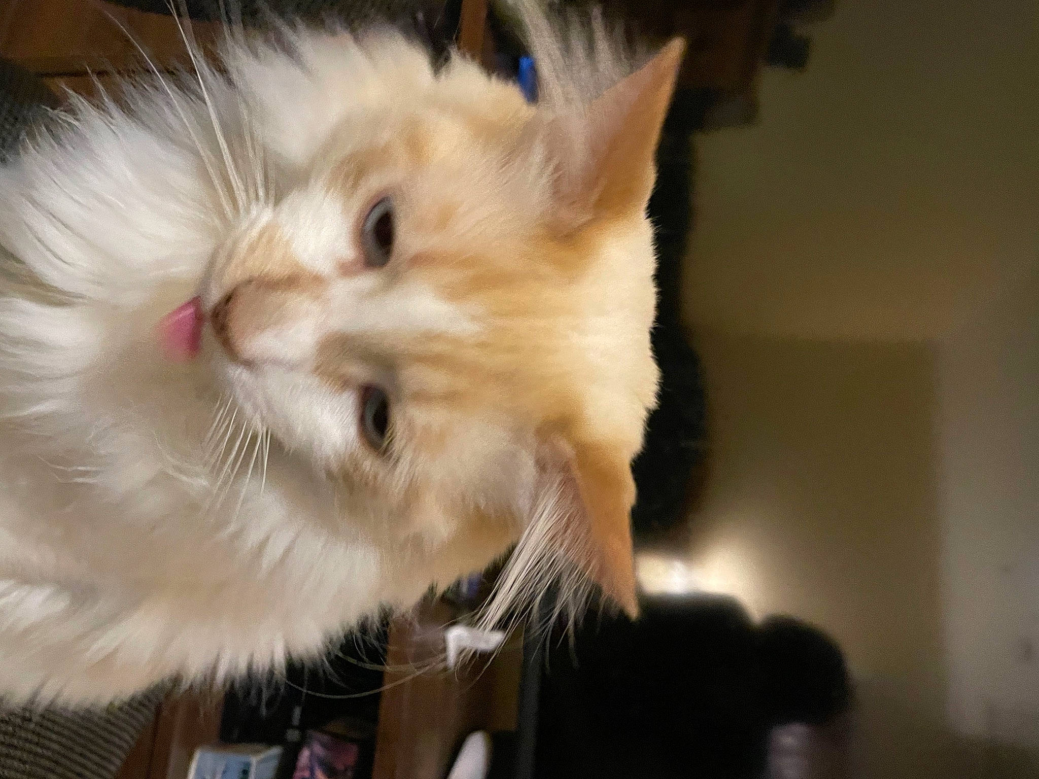 Gordo is registered to the contest to win money with this photo: carnivore, cat, claw, fawn, felidae, fruit, fur, plant, small_to_medium_sized_cats, snout, whiskers