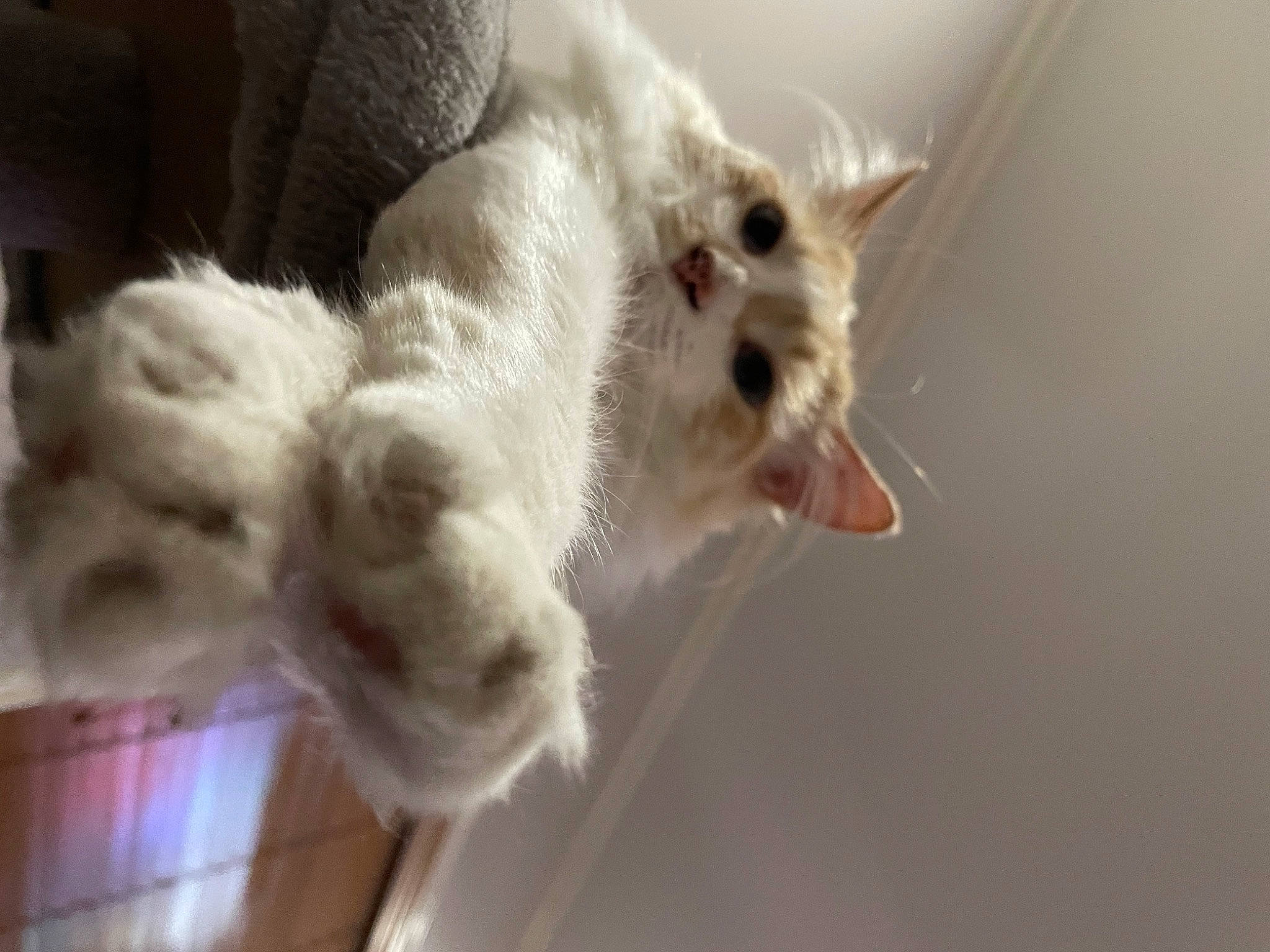 Gordo is registered to the contest to win money with this photo: canidae, carnivore, cat, claw, domestic_short_haired_cat, ear, fawn, felidae, fur, paw, small_to_medium_sized_cats, snout, tail, terrestrial_animal, whiskers