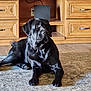 black_dog, dog, pet, labrador_retriever, canine, indoor, rug, hardwood_floor, wooden_cabinet, furniture, shelf, collar, paws, portrait, sitting, relaxed, looking_up, ears, home_interior, close_up