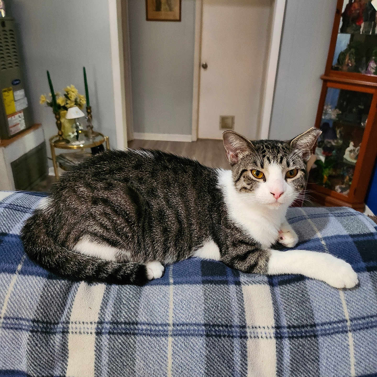 Momma is registered to the contest to win money with this photo: abyssinian, animal, architecture, art, bed, bedroom, building, candle, cat, couch, furniture, homedecor, indoors, livingroom, manx, painting, person, pet, room, shelf