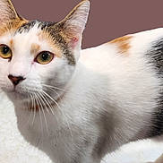 Ity Bit joined the competition — help win amazing prizes! cat, calico, close_up, whiskers, yellow_eyes, fur, pet, animal, indoor, curious, mammal, domestic_cat, portrait, white_fur, brown_patch, black_patch, soft_texture, alert, feline, ears