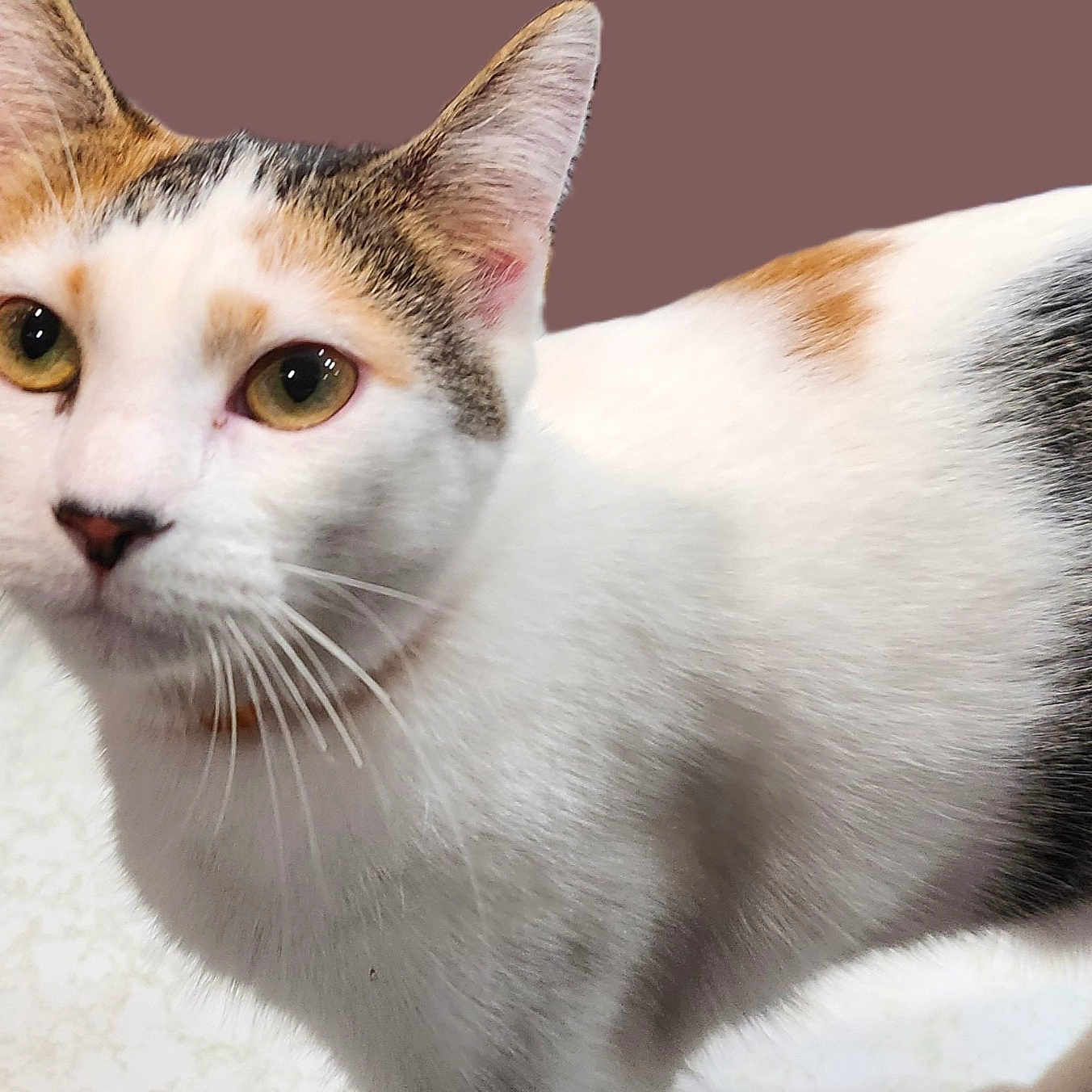 Ity Bit joined the competition — help win amazing prizes! alert, animal, black_patch, brown_patch, calico, cat, close_up, curious, domestic_cat, ears, feline, fur, indoor, mammal, pet, portrait, soft_texture, whiskers, white_fur, yellow_eyes