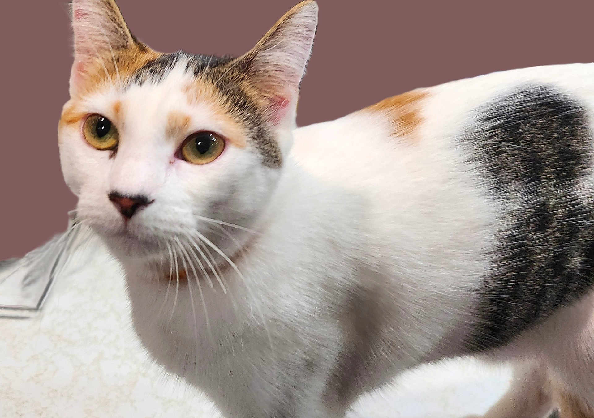 Ity Bit joined the competition — help win amazing prizes! cat, calico, close_up, whiskers, yellow_eyes, fur, pet, animal, indoor, curious, mammal, domestic_cat, portrait, white_fur, brown_patch, black_patch, soft_texture, alert, feline, ears