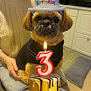 Toby a rejoint le concours — aidez-le/la à gagner de superbes lots ! dog, birthday, cake, candle, number_3, hat, person, sitting, kitchen, celebration, plate, clothing, warm_lighting, table, indoor, pet, cute, animal, portrait, happy