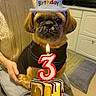 dog, birthday, cake, candle, number_3, hat, person, sitting, kitchen, celebration, plate, clothing, warm_lighting, table, indoor, pet, cute, animal, portrait, happy