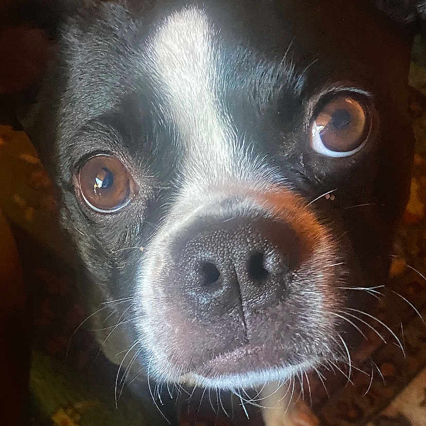 Bonkers joined the competition — help win amazing prizes! dog, pet, black_and_white, close_up, brown_eyes, curious, indoor, animal, fur, nose, whiskers, ears, carpet, pattern, floor, looking_up, cute, companion, domestic_animal, portrait