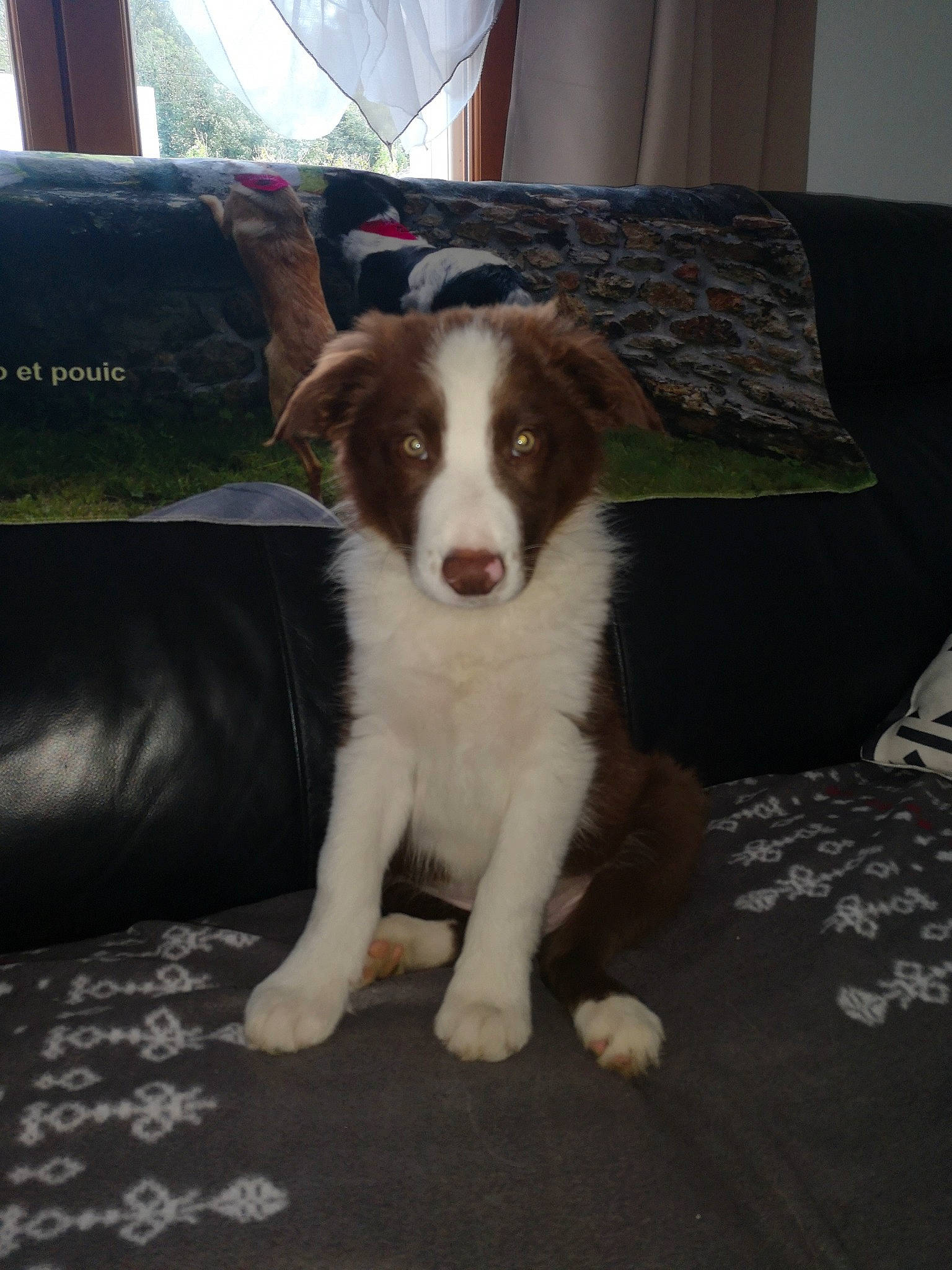 Pilou a rejoint le concours — aidez-le/la à gagner de superbes lots ! border_collie, canidae, carnivore, comfort, companion_dog, couch, dog, dog_breed, flooring, fur, hardwood, herding_dog, sleeper_chair, snout, sporting_group, studio_couch, terrestrial_animal, texas_heeler, working_animal, working_dog