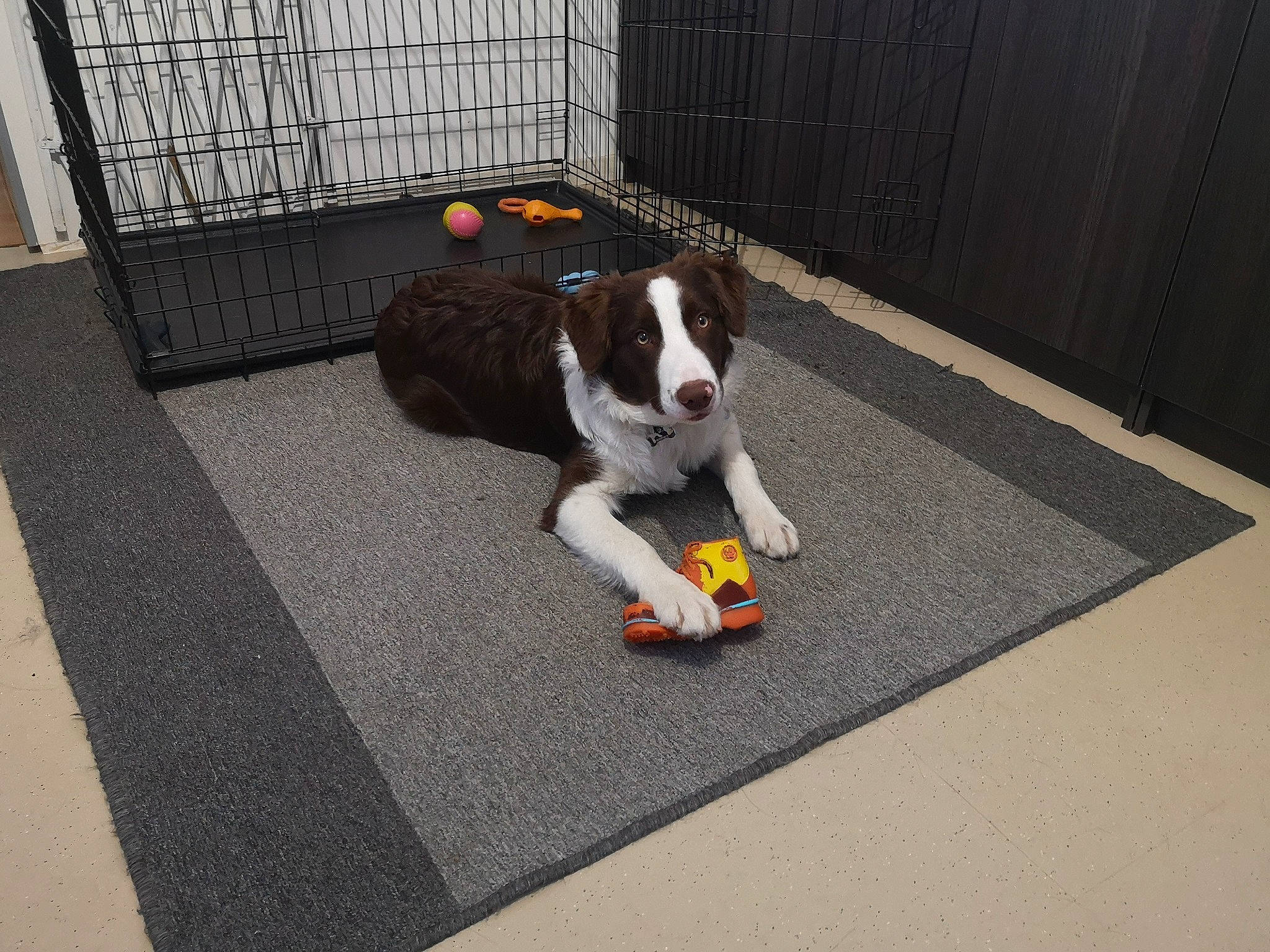 Pilou a rejoint le concours — aidez-le/la à gagner de superbes lots ! canidae, carnivore, collar, companion_dog, dog, dog_breed, dog_supply, fawn, fence, floor, flooring, fur, leash, paw, road_surface, sidewalk, snout, sporting_group, tail, working_dog