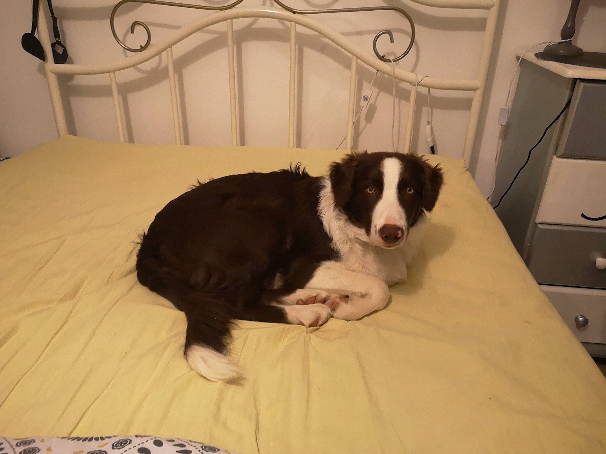 Pilou a rejoint le concours — aidez-le/la à gagner de superbes lots ! bored, cabinetry, canidae, carnivore, chair, comfort, companion_dog, couch, dog, dog_breed, dog_supply, drawer, flooring, hardwood, herding_dog, linens, moscow_watchdog, room, sporting_group, working_animal