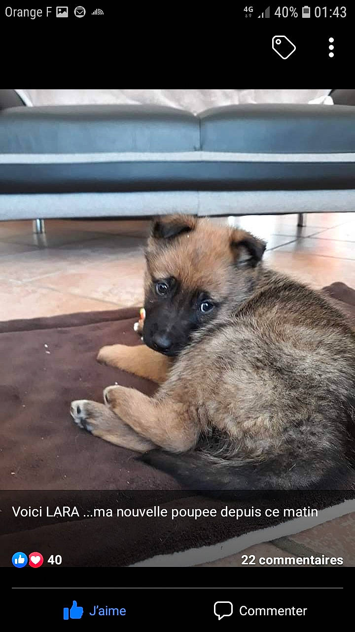 Lara participe au concours pour gagner de l'argent avec cette photo : belgian_shepherd_malinois, border_terrier, canidae, carnivore, dog, dog_breed, fawn, german_shepherd_dog, laekenois, mammal, photo_caption, puppy, snout, street_dog, vertebrate