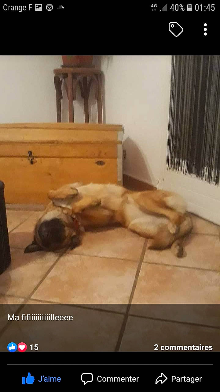 Lara a rejoint le concours — aidez-le/la à gagner de superbes lots ! canidae, carnivore, dog, dog_breed, fawn, floor, golden_retriever, photo_caption, retriever, sporting_group