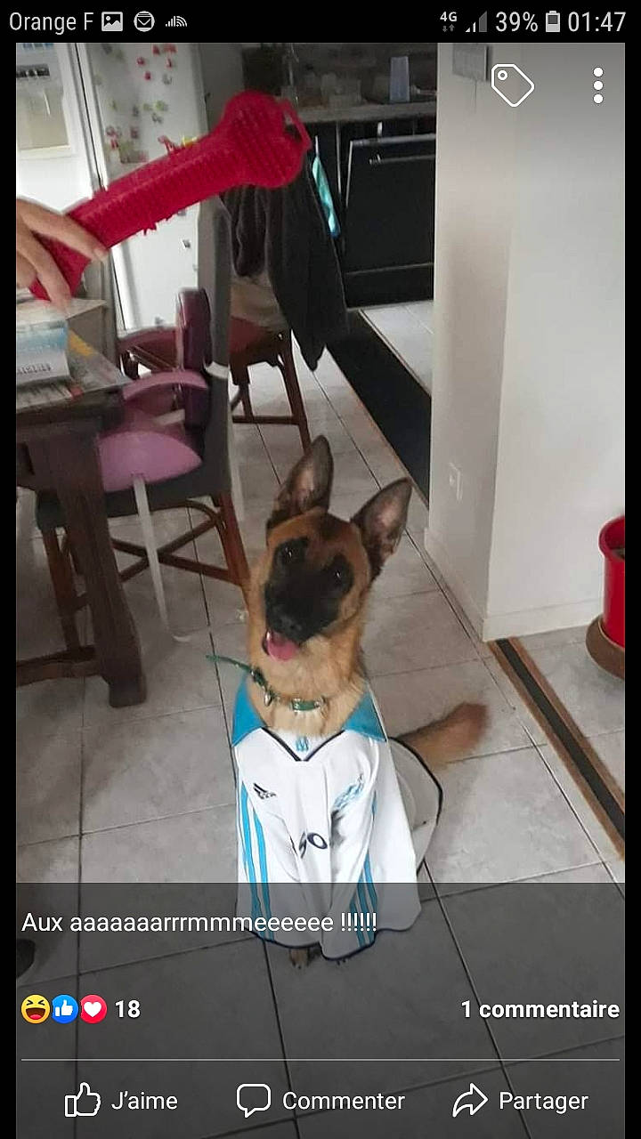 Lara a rejoint le concours — aidez-le/la à gagner de superbes lots ! canidae, carnivore, dog, dog_breed, ear, fawn, german_shepherd_dog, photo_caption, snout