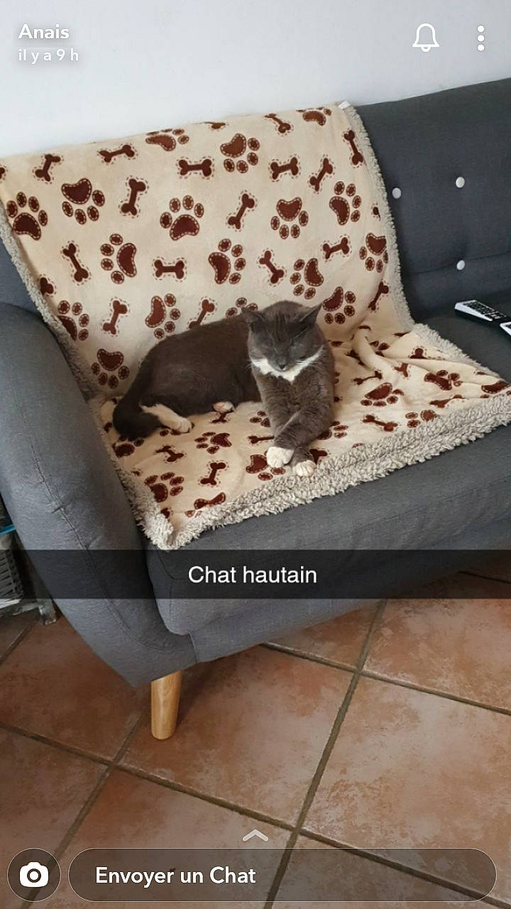 Olaf participe au concours pour gagner de l'argent avec cette photo : chair, comfort, couch, cushion, floor, flooring, furniture, futon, interior_design, living_room, loveseat, room, slipcover, sofa_bed, studio_couch, table