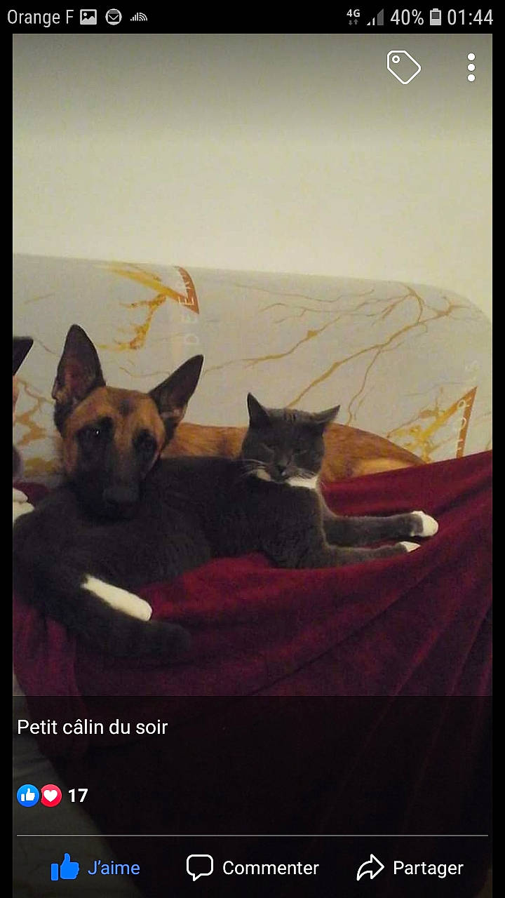 Olaf participe au concours pour gagner de l'argent avec cette photo : carnivore, cat, fawn, felidae, german_shepherd_dog, kitten, photo_caption, photography, small_to_medium_sized_cats, whiskers