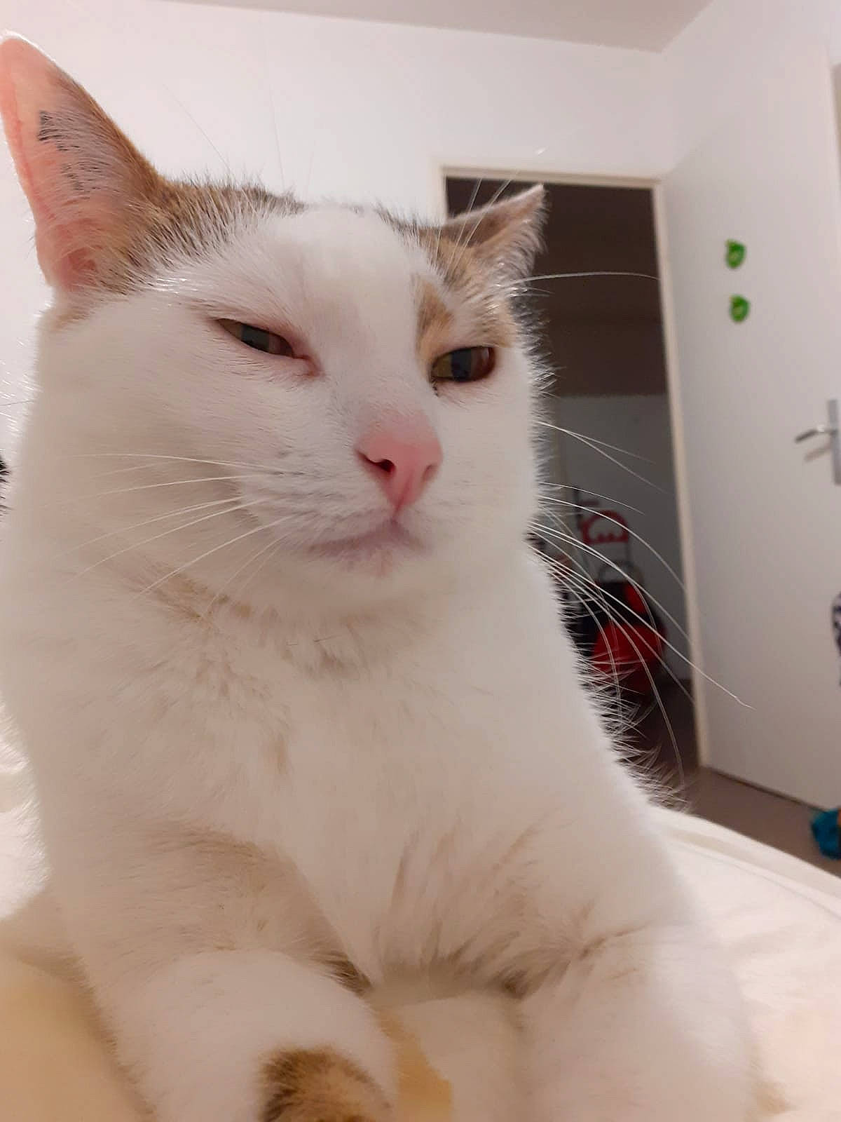 Timotei participe au concours pour gagner de l'argent avec cette photo : carnivore, cat, comfort, domestic_short_haired_cat, felidae, fur, paw, small_to_medium_sized_cats, snout, tail, whiskers, window