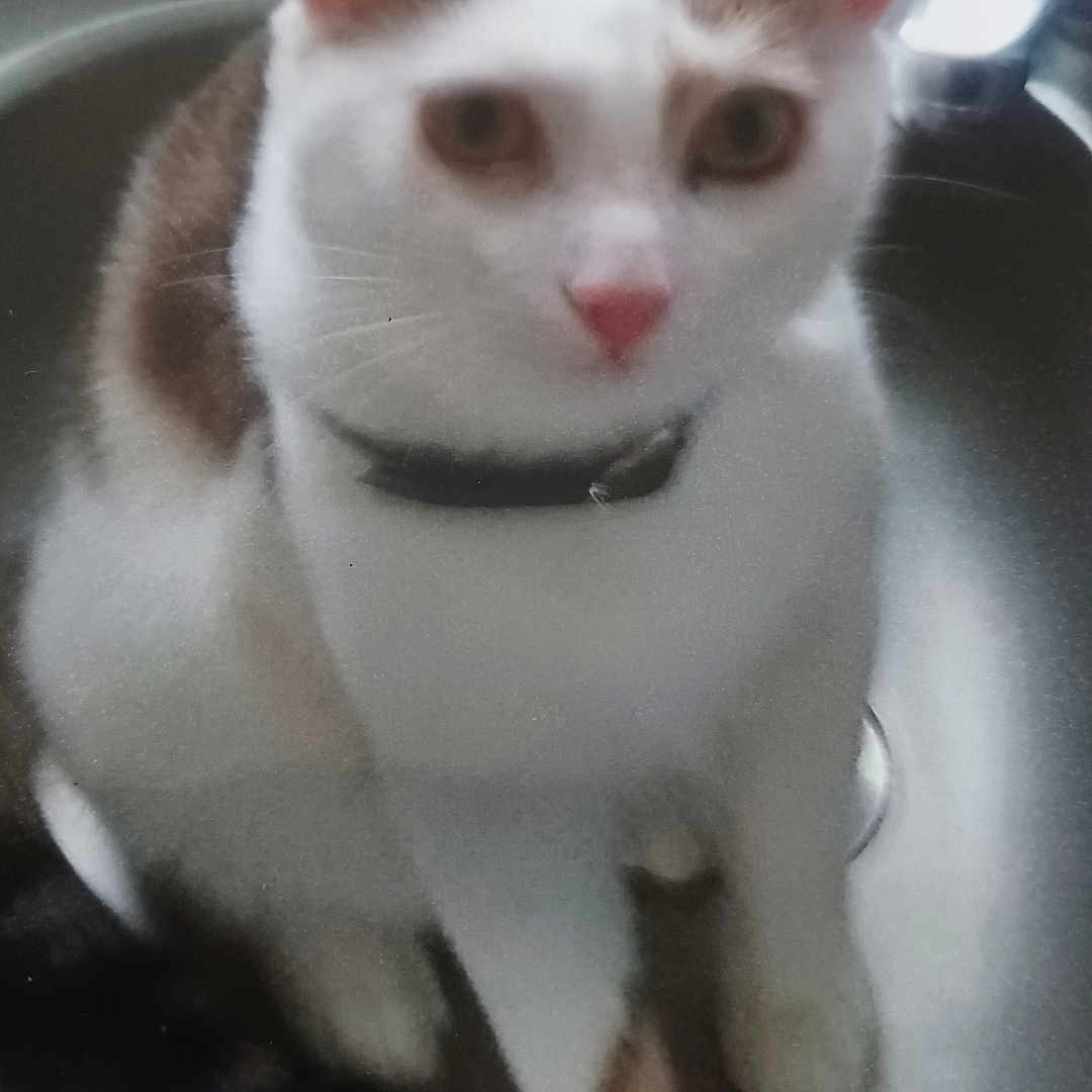 Timotei