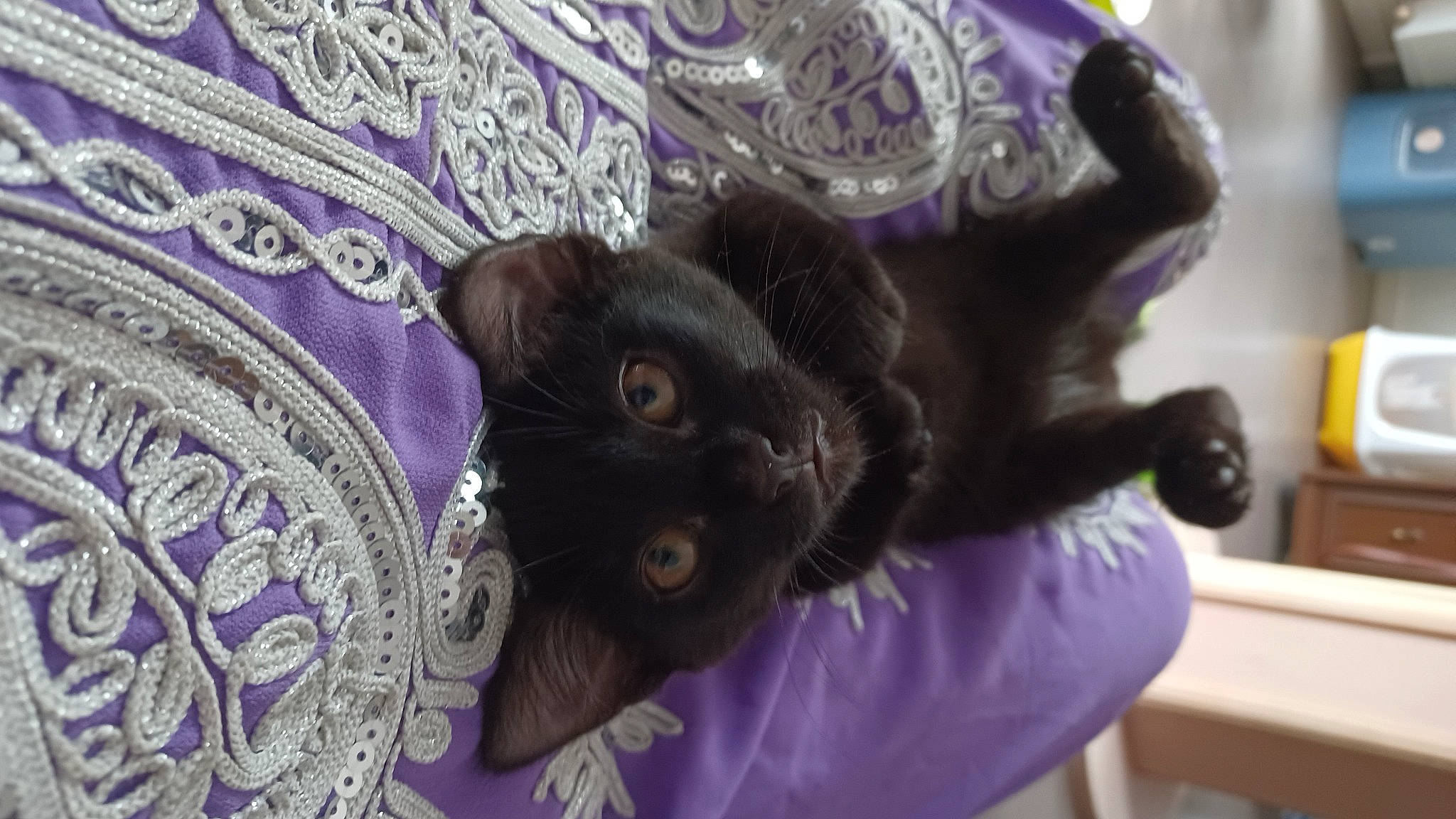 Lukrecja participe au concours pour gagner de l'argent avec cette photo : black_cat, bombay, carnivore, cat, claw, comfort, domestic_short_haired_cat, felidae, fur, gesture, magenta, motif, pattern, plant, purple, small_to_medium_sized_cats, violet, visual_arts, whiskers