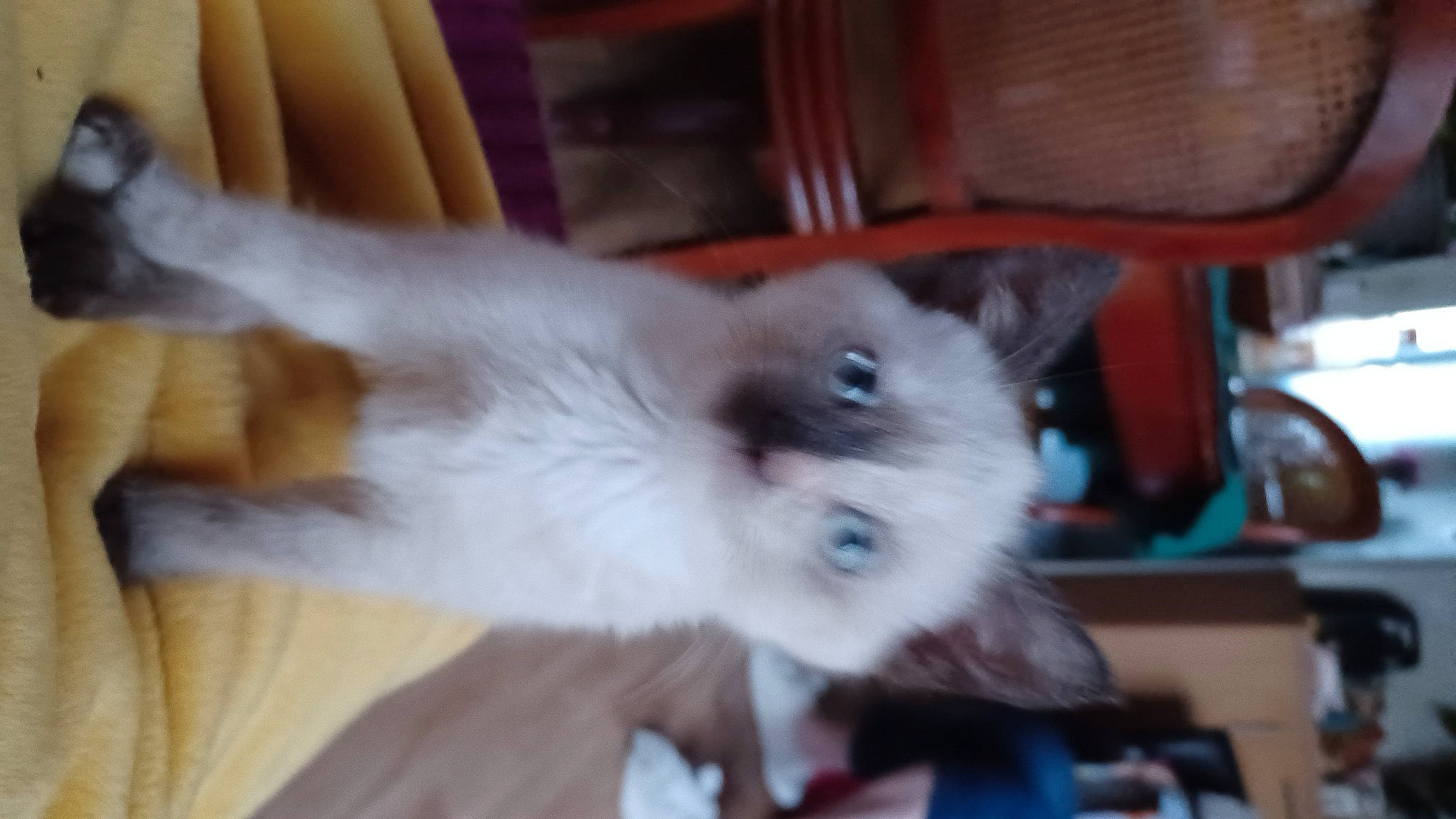 Thor participe au concours pour gagner de l'argent avec cette photo : balinese, birman, canidae, carnivore, cat, companion_dog, dog_breed, fawn, felidae, fur, hardwood, paw, small_to_medium_sized_cats, snout, sporting_group, tail, thai, toy_dog, whiskers, wood