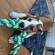 Talia participe au concours pour gagner de l'argent avec cette photo : carnivore, collar, comfort, companion_dog, dog, dog_breed, dog_collar, dog_supply, fashion_accessory, fawn, flooring, foot, hardwood, human_leg, pet_supply, sunglasses, toy, wood, working_animal, wrist