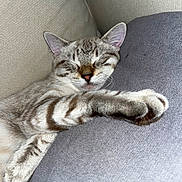 Bounty a rejoint le concours — aidez-le/la à gagner de superbes lots ! cat, kitten, sleeping, sleepy, relaxed, couch, sofa, indoor, pet, animal, feline, tabby, striped_fur, closed_eyes, paws, whiskers, ears, cozy, resting, portrait