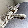 cat, kitten, sleeping, sleepy, relaxed, couch, sofa, indoor, pet, animal, feline, tabby, striped_fur, closed_eyes, paws, whiskers, ears, cozy, resting, portrait