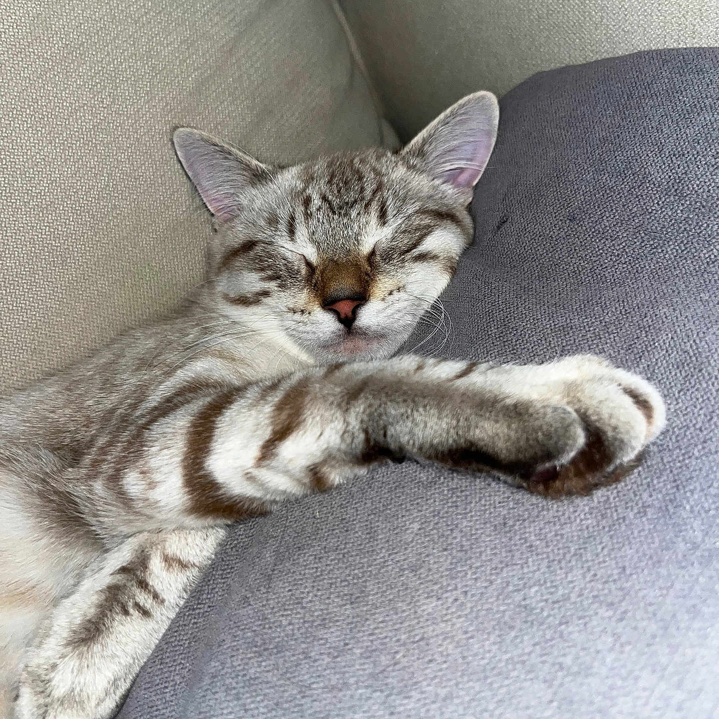 Bounty a rejoint le concours — aidez-le/la à gagner de superbes lots ! cat, kitten, sleeping, sleepy, relaxed, couch, sofa, indoor, pet, animal, feline, tabby, striped_fur, closed_eyes, paws, whiskers, ears, cozy, resting, portrait