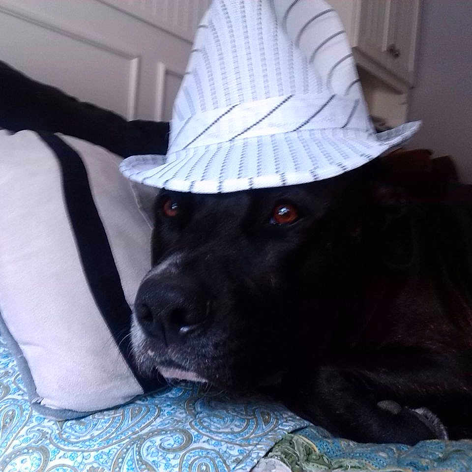 Dino is registered to the contest to win money with this photo: