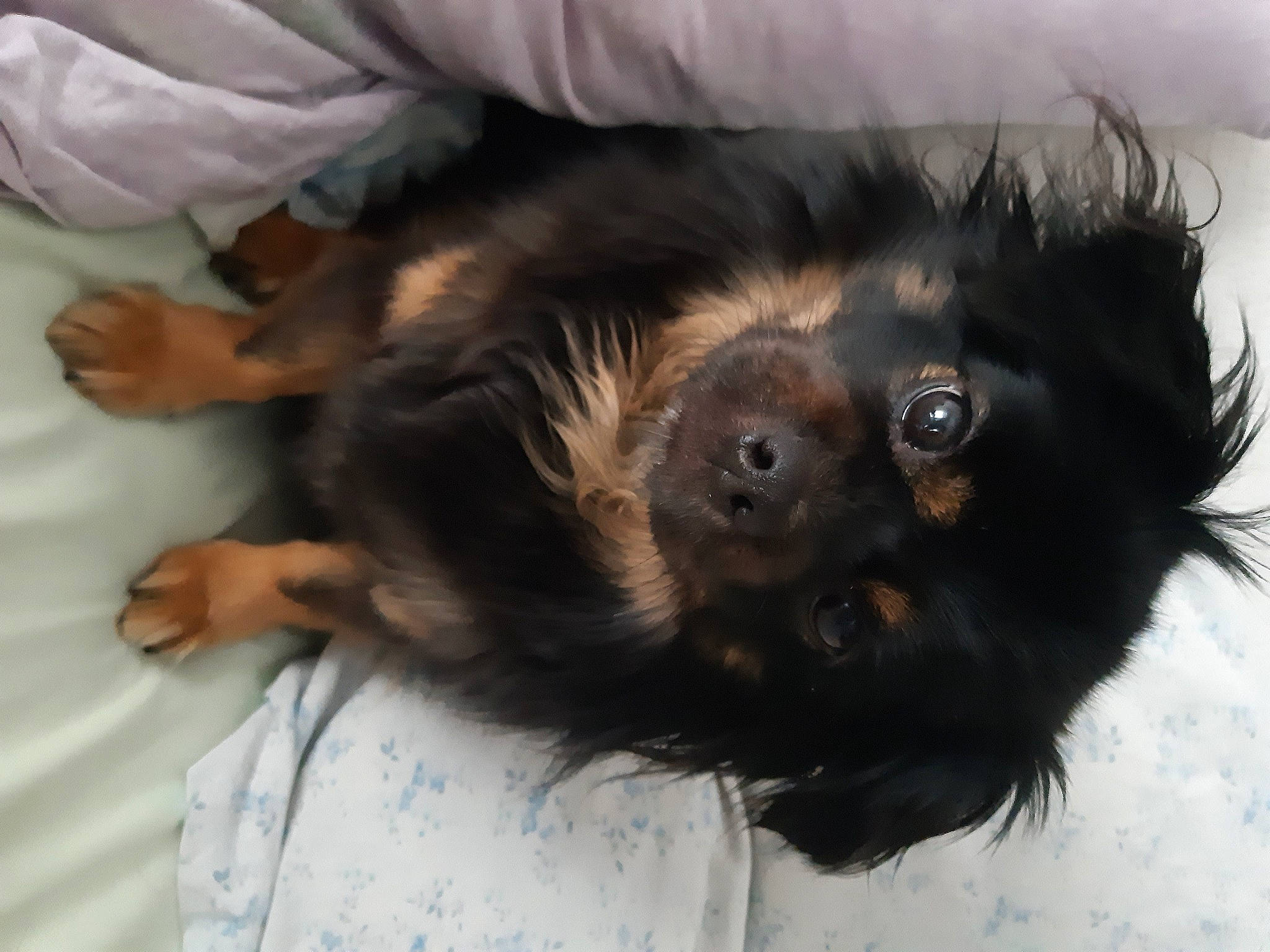 Maeva participe au concours pour gagner de l'argent avec cette photo : canidae, carnivore, companion_dog, dog, dog_breed, puppy, small_greek_domestic_dog, sporting_group