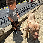 Zamond is registered to the contest to win money with this photo: toddler, child, dog, leash, pacifier, sidewalk, fence, car, shadow, sunlight, concrete, street, clothing, nike, shorts, sneakers, pet, outdoor, person, curly_hair
