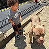 toddler, child, dog, leash, pacifier, sidewalk, fence, car, shadow, sunlight, concrete, street, clothing, nike, shorts, sneakers, pet, outdoor, person, curly_hair