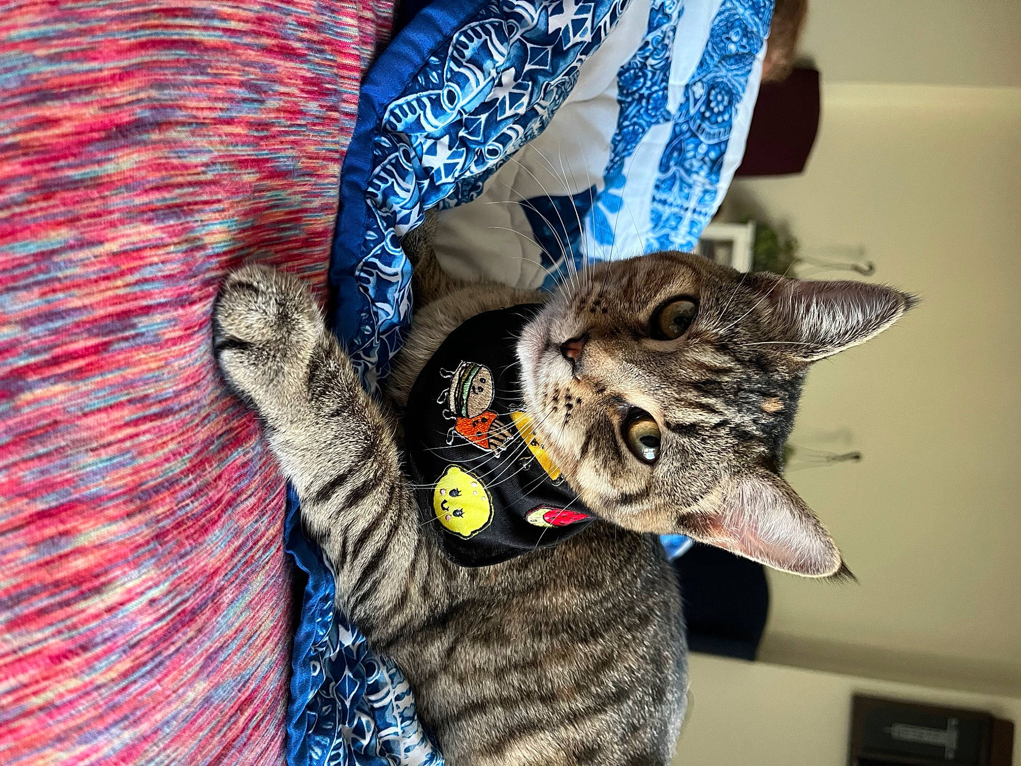 Egypt joined the competition — help win amazing prizes! carnivore, cat, claw, comfort, domestic_short_haired_cat, ear, felidae, fur, gesture, pattern, paw, sleeve, small_to_medium_sized_cats, snout, tail, whiskers